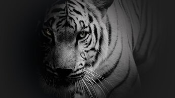 Sie rufen, wir tigern! | © Karosserie Sepp Hofer in Zell am See